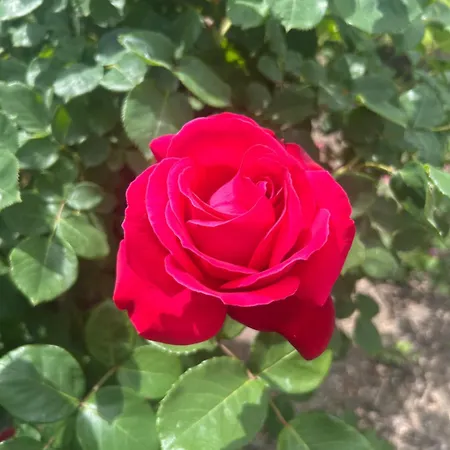 Дом отдыха Giovanni Рацкеве